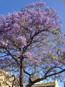 Jacaranda tree