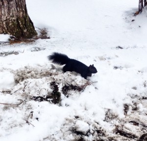 Nature Lovers! Is it just me who's never seen a black squirrel before??