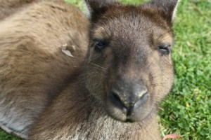 A friendly kangaroo at a nearby wildlife park